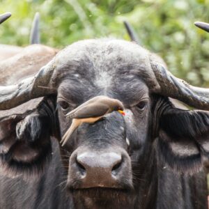 Queen Elizabeth National Game Park